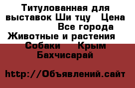 Титулованная для выставок Ши-тцу › Цена ­ 100 000 - Все города Животные и растения » Собаки   . Крым,Бахчисарай